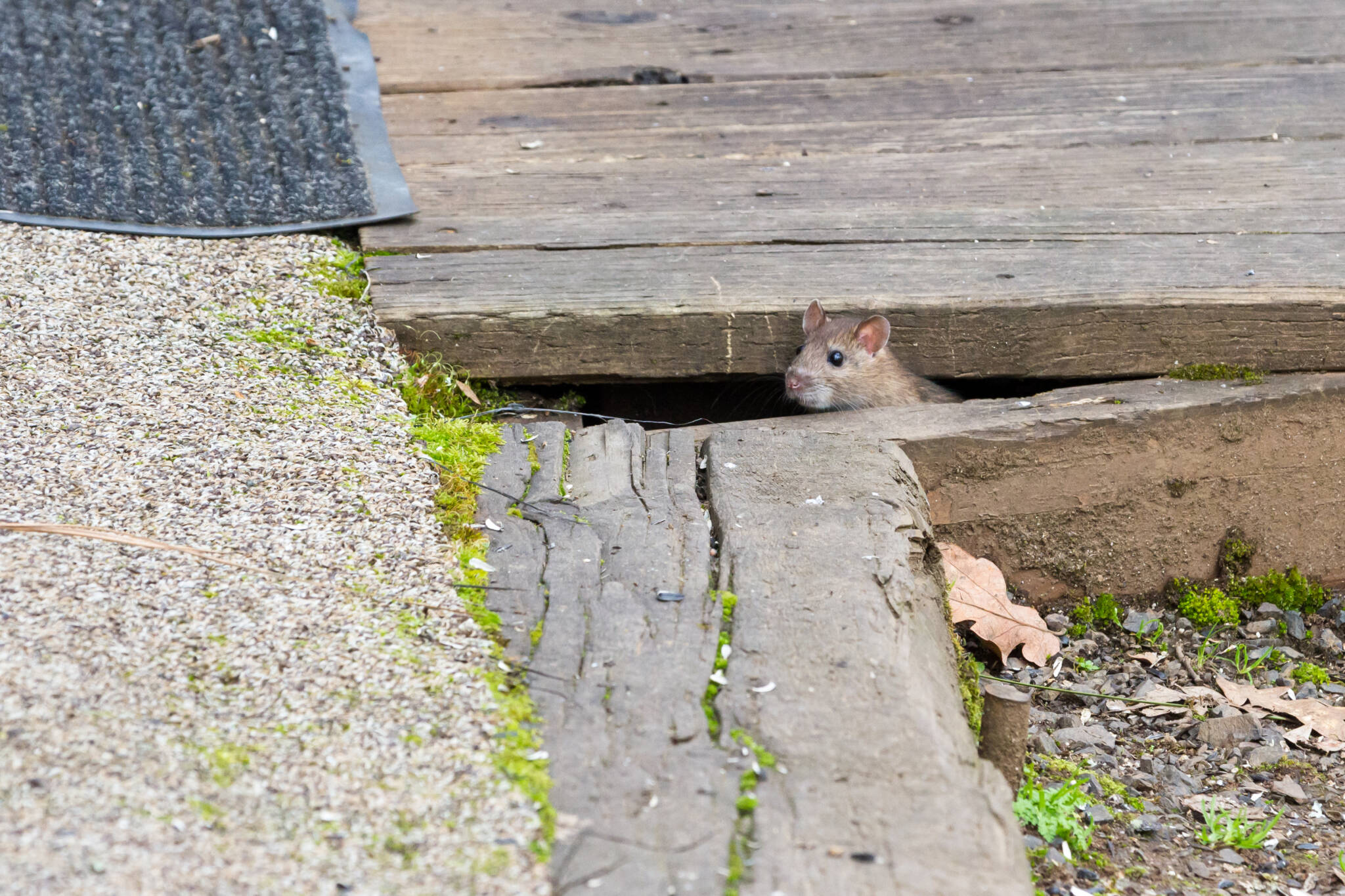 Combattre les souris Purena