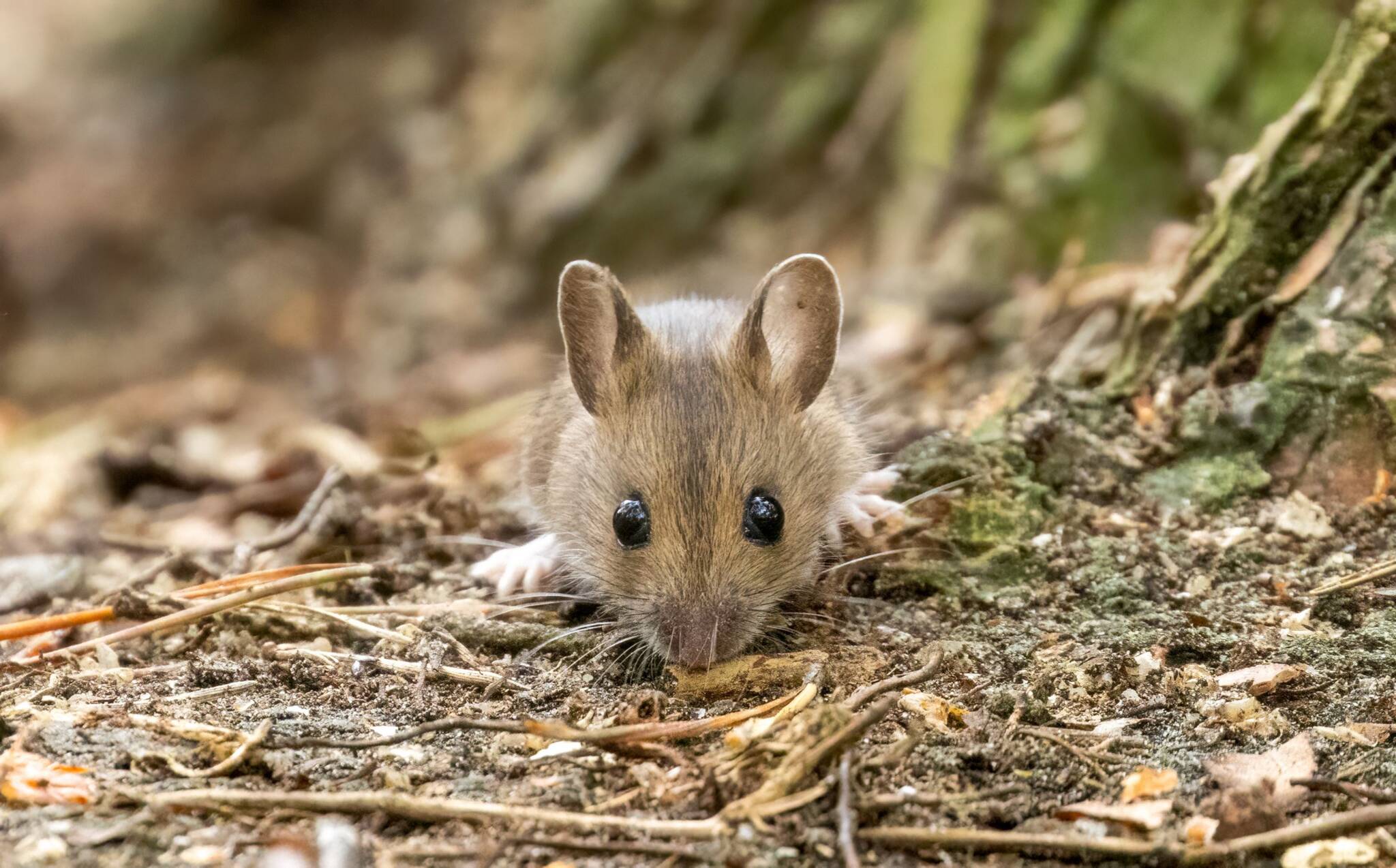 Combattre les souris Purena