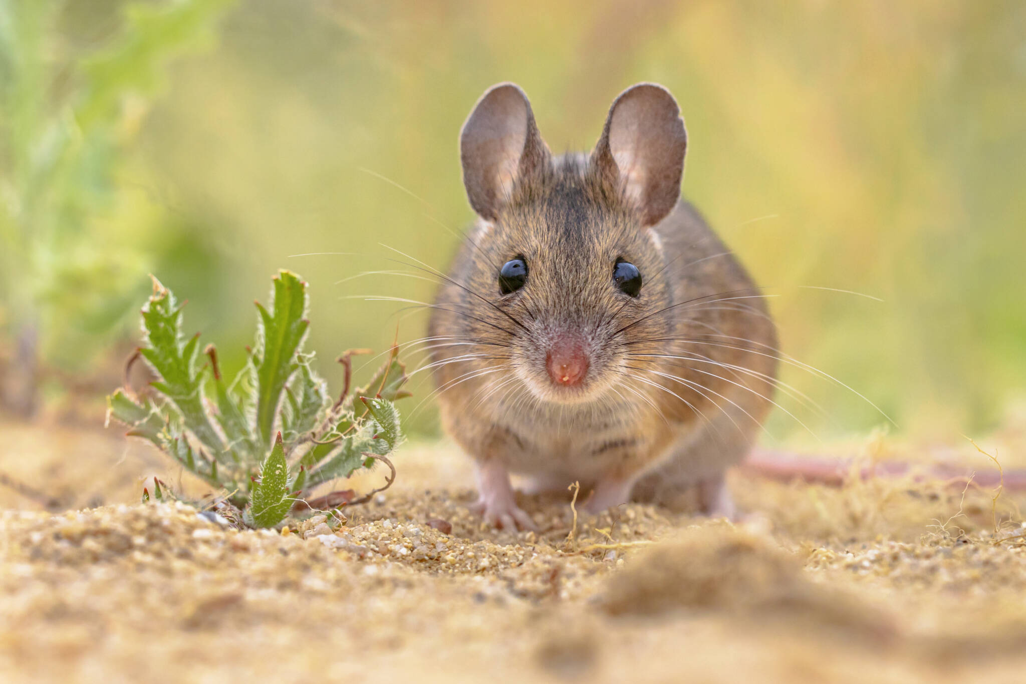 Combattre les souris Purena